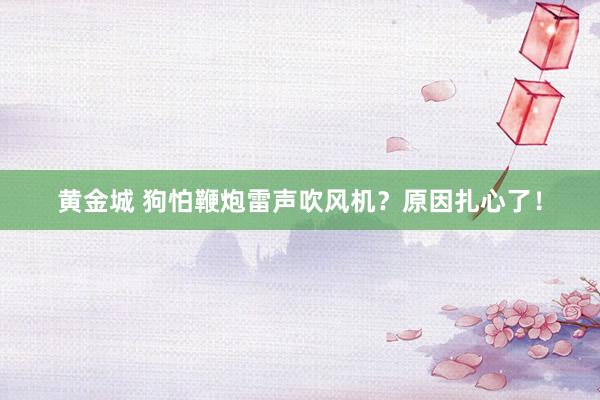 黄金城 狗怕鞭炮雷声吹风机？原因扎心了！