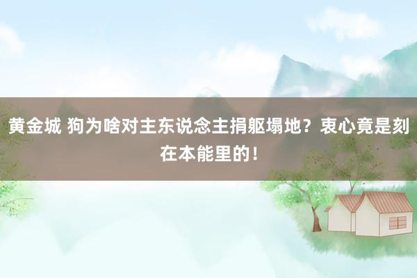 黄金城 狗为啥对主东说念主捐躯塌地？衷心竟是刻在本能里的！