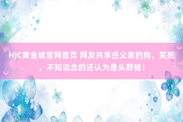 HJC黄金城官网首页 网友共享岳父家的狗，笑死，不知说念的还认为是头野猪！